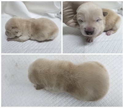 논산시 동물보호센터_444454202501042